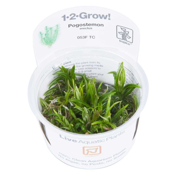 Pogostemon deccanensis - 1-2-Grow! InVitro