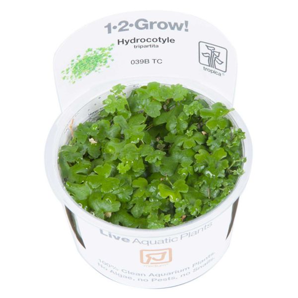 Hydrocotyle tripartita - 1-2-Grow! InVitro