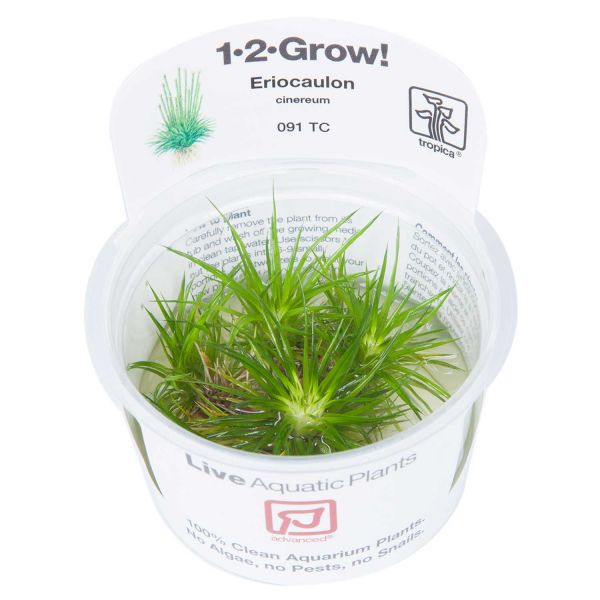 Eriocaulon cinereum - 1-2-Grow! InVitro