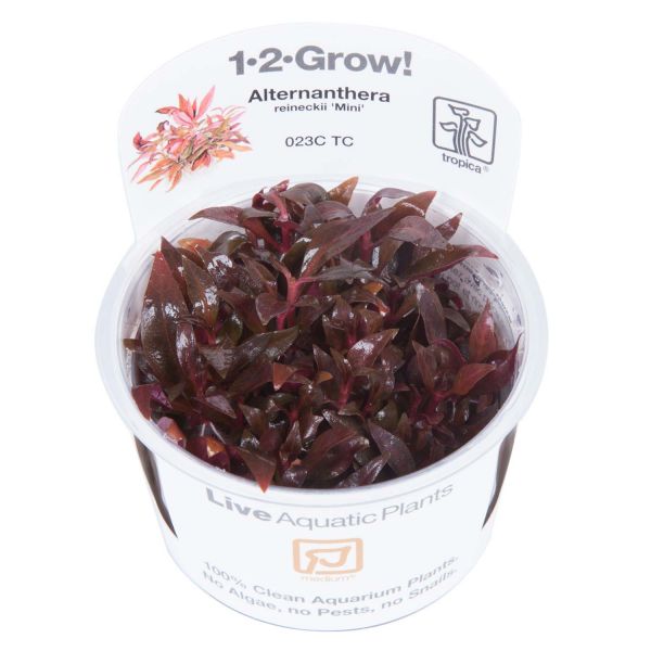 Alternanthera reineckii 'Mini' - 1-2-Grow! inVitro