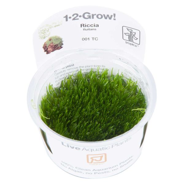 Riccia fluitans - 1-2-Grow! InVitro