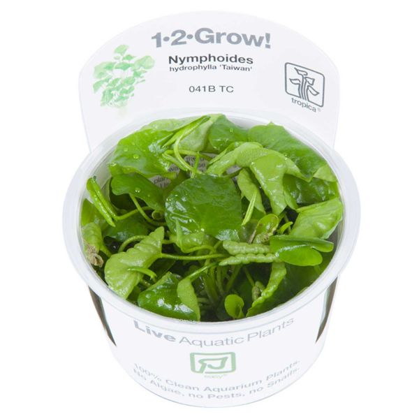 Nymphoides hydrophylla 'Taiwan' - 1-2-Grow! InVitro