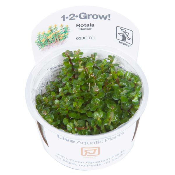 1-2-Grow! InVitro Rotala 'Bonsai'