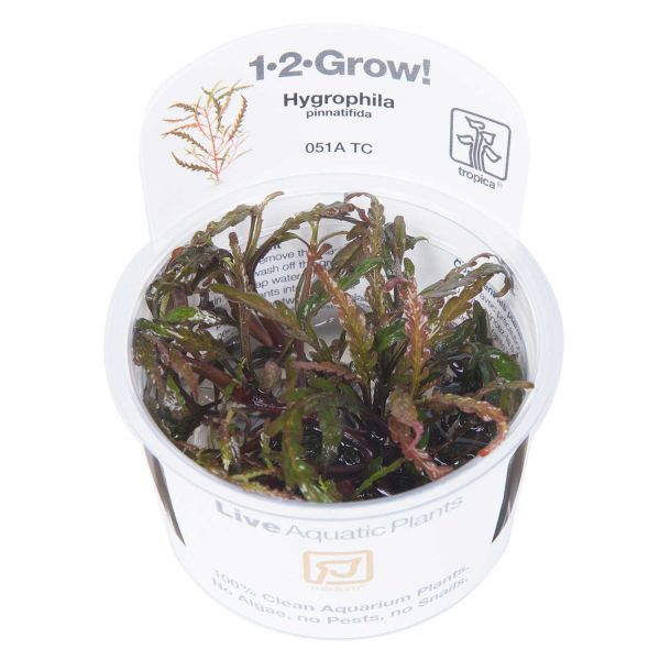 Hygrophila pinnatifida - 1-2-Grow! InVitro