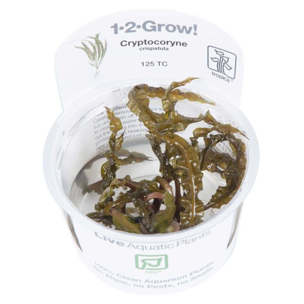 Cryptocoryne crispatula - 1-2-Grow! InVitro