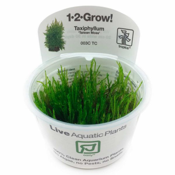 Taxiphyllum alternans 'Taiwan Moss' - 1-2-Grow! InVitro