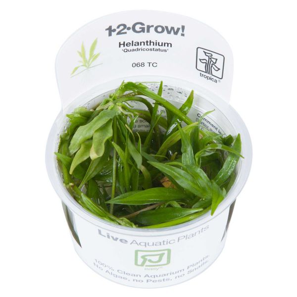 Helanthium bolivianum 'Quadricostatus' - 1-2-Grow! InVitro