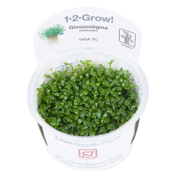 Glossostigma elatinoides - 1-2-Grow! InVitro