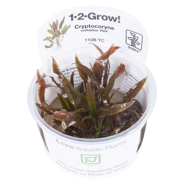 Cryptocoryne undulata "Broad Leaf" - 1-2-Grow! InVitro