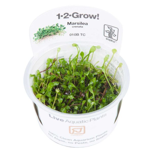 Marsilea minuta - 1-2-Grow! InVitro
