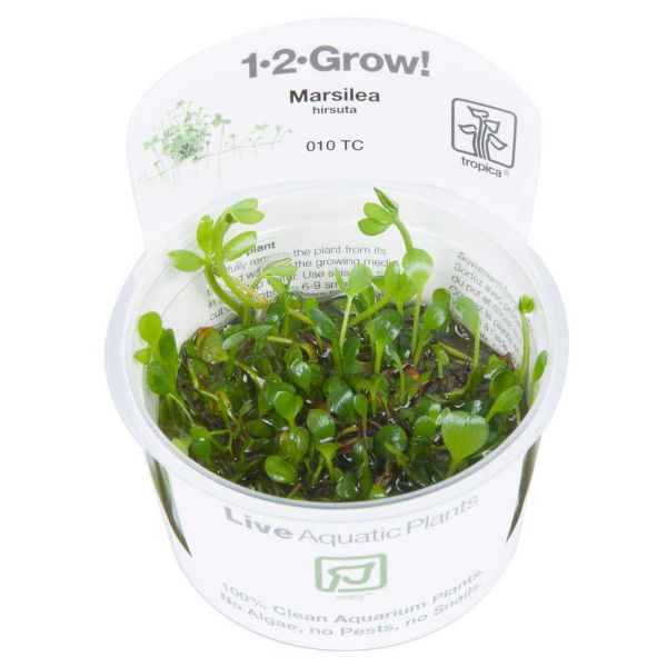 Marsilea hirsuta - 1-2-Grow! InVitro