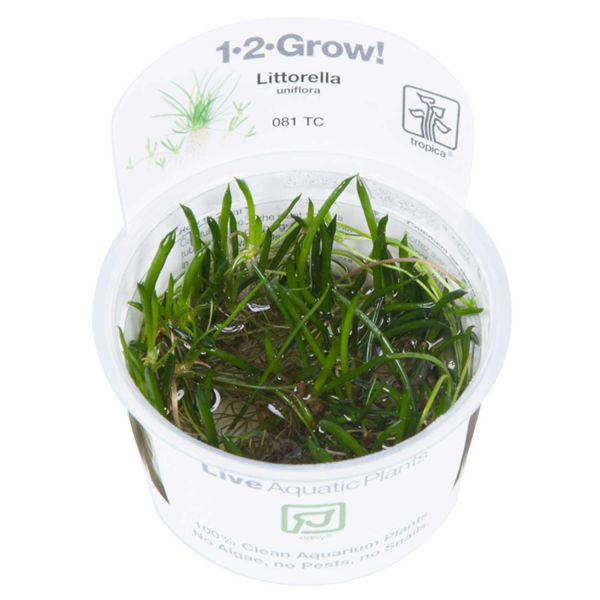 Littorella uniflora - 1-2-Grow! InVitro