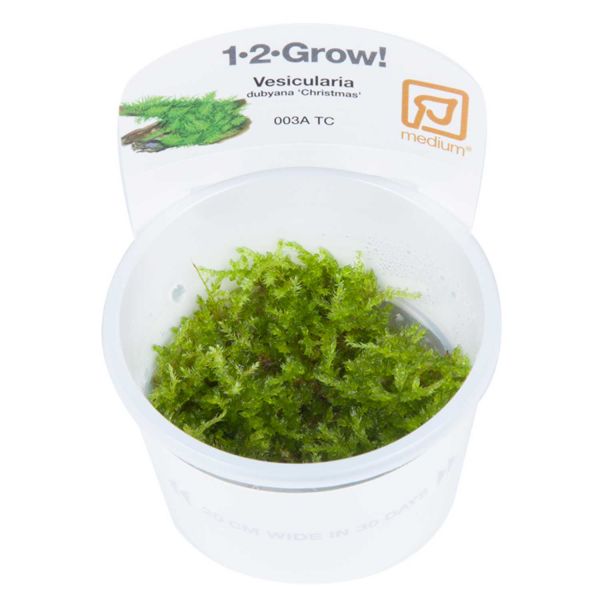 Vesicularia montagnei 'Christmas Moss' - 1-2-Grow! InVitro