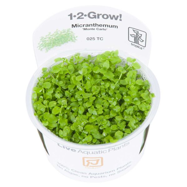 Micranthemum tweediei 'Monte Carlo' - 1-2-Grow! InVitro