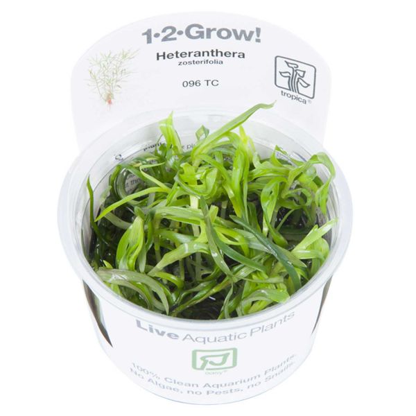 Heteranthera zosterifolia - 1-2-Grow! InVitro