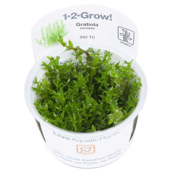 Gratiola viscidula - 1-2-Grow! InVitro