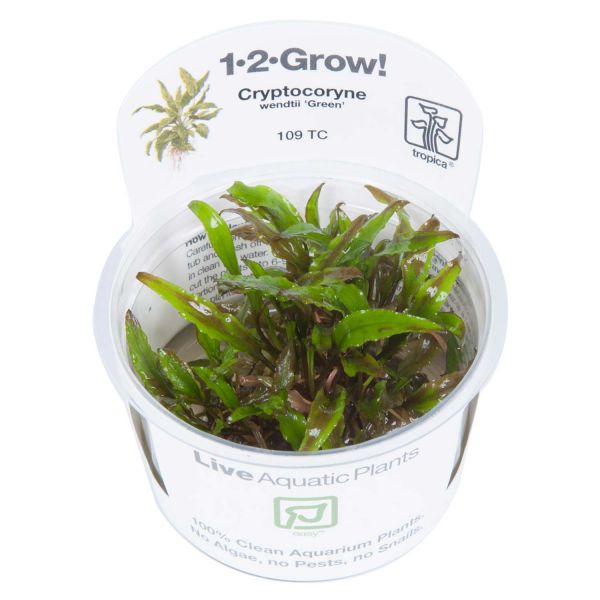 Cryptocoryne wendtii "green" - 1-2-Grow! InVitro
