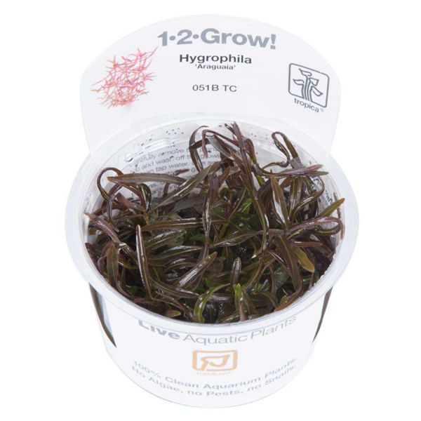 Hygrophila lancea 'Araguaia' - 1-2-Grow! InVitro
