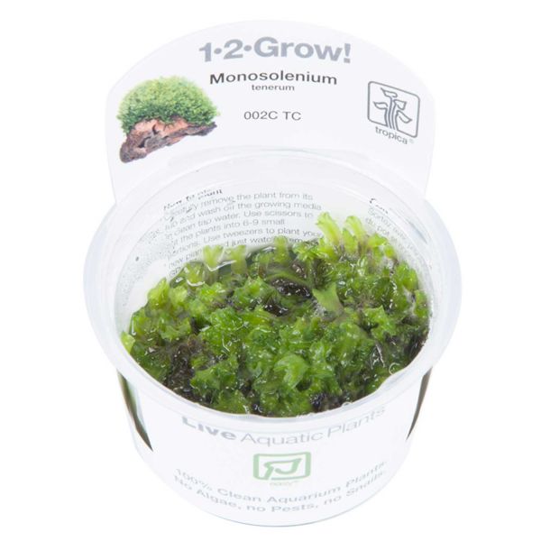 Monosolenium tenerum - 1-2-Grow! InVitro