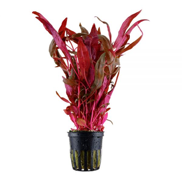 Tropica Alternanthera reineckii 'Pink"