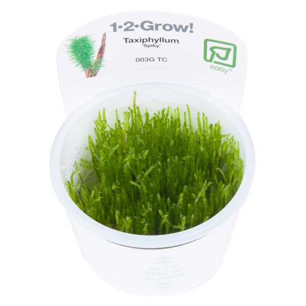 Taxiphyllum sp. 'Spiky Moss' - 1-2-Grow! InVitro