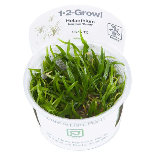 Helanthium tenellum 'Green' - 1-2-Grow! InVitro