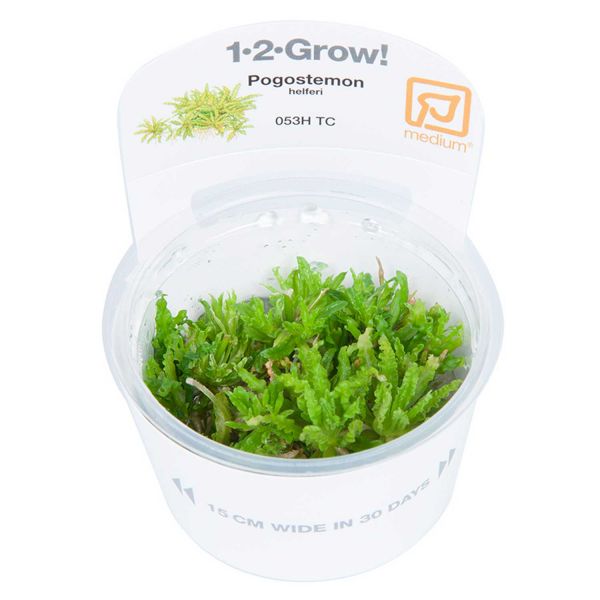 Pogostemon helferi - 1-2-Grow! InVitro