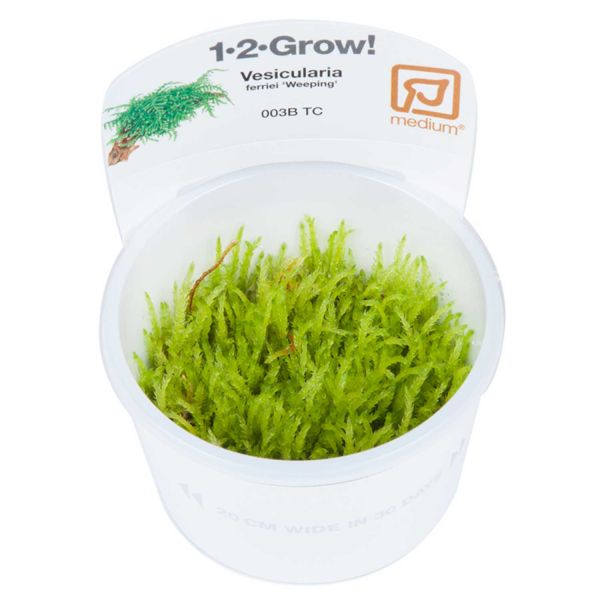 Vesicularia ferriei 'Weeping Moss' - 1-2-Grow! InVitro