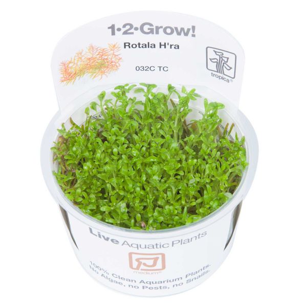 Rotala rotundifolia 'H'ra' - 1-2-Grow! InVitro
