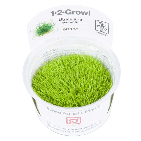 Utricularia graminifolia - 1-2-Grow! InVitro