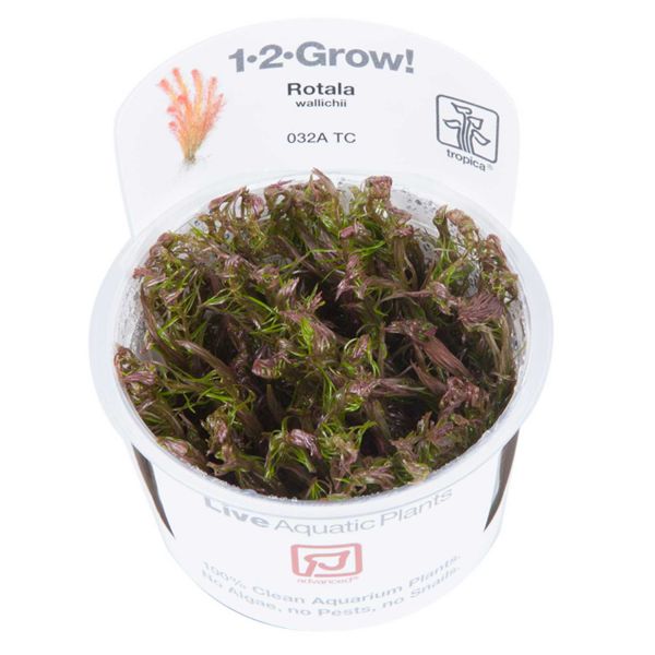 Rotala wallichii - 1-2-Grow! InVitro