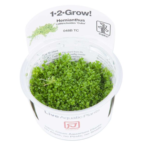1-2-Grow! Hemianthus callitrichoides 'Cuba'