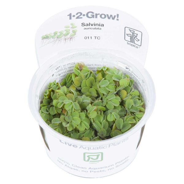 Salvinia minima - 1-2-Grow! InVitro