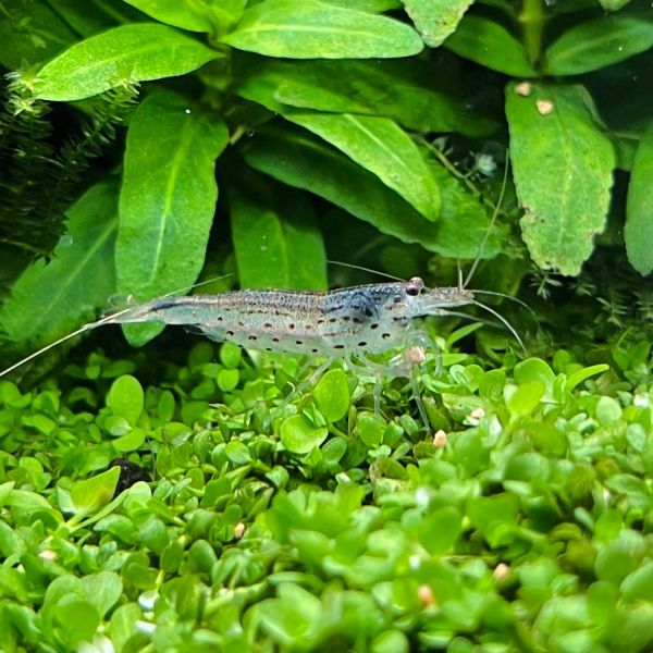 Amanogarnele