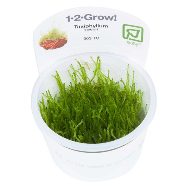 Taxiphyllum barbieri 'Boger Moss' - 1-2-Grow! InVitro