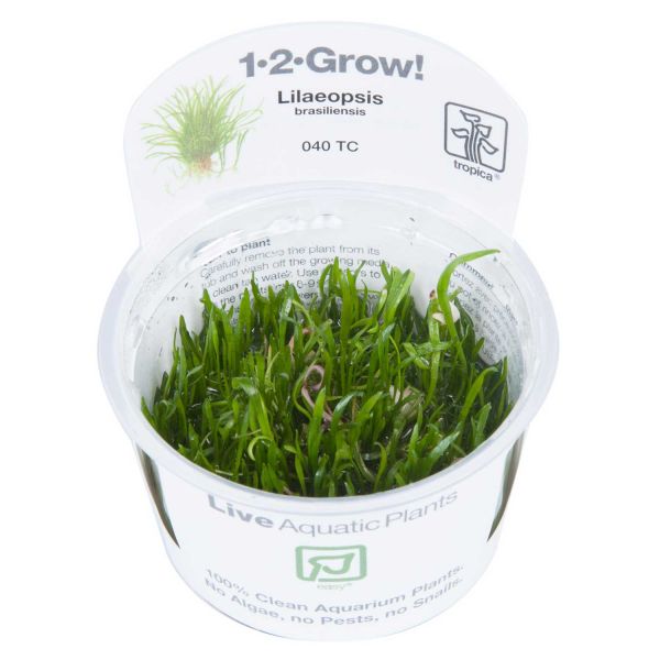 Lilaeopsis brasiliensis - 1-2-Grow! InVitro