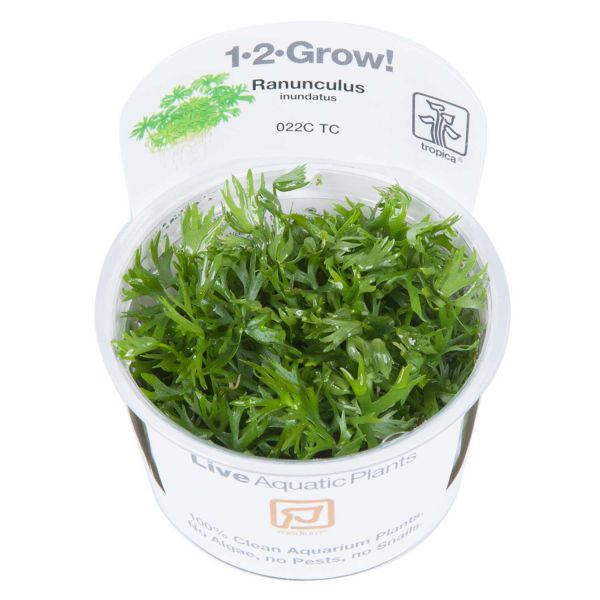 Ranunculus inundatus - 1-2-Grow! InVitro