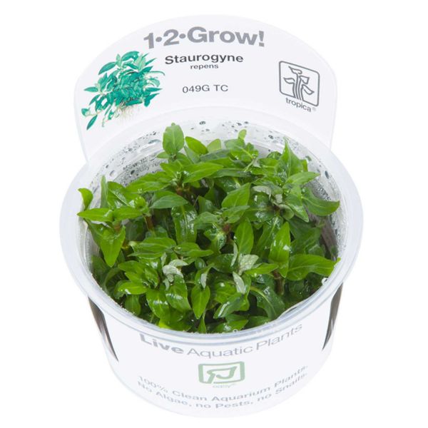 Staurogyne repens - 1-2-Grow! InVitro