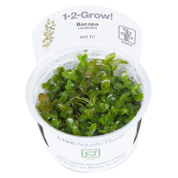 Bacopa caroliniana - 1-2-Grow! InVitro