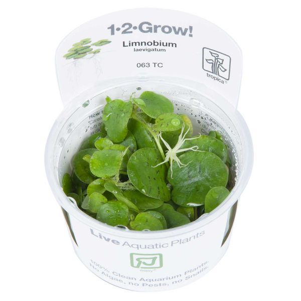 Limnobium laevigatum - 1-2-Grow! InVitro