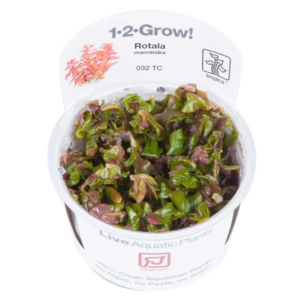 Rotala macrandra - 1-2-Grow! InVitro