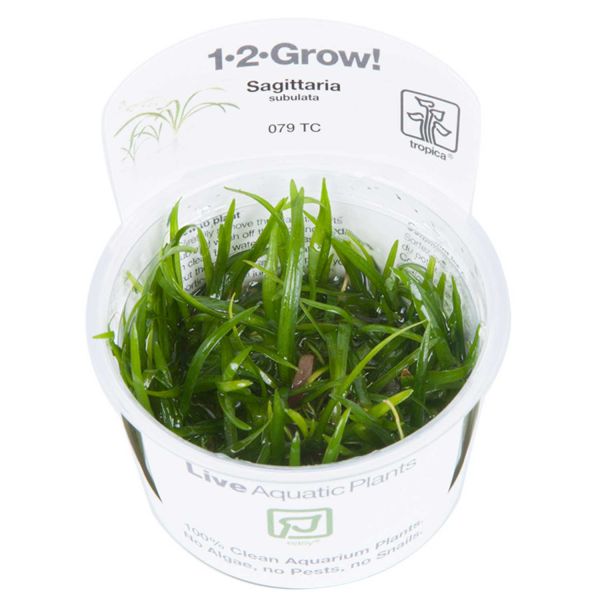 Sagittaria subulata - 1-2-Grow! InVitro