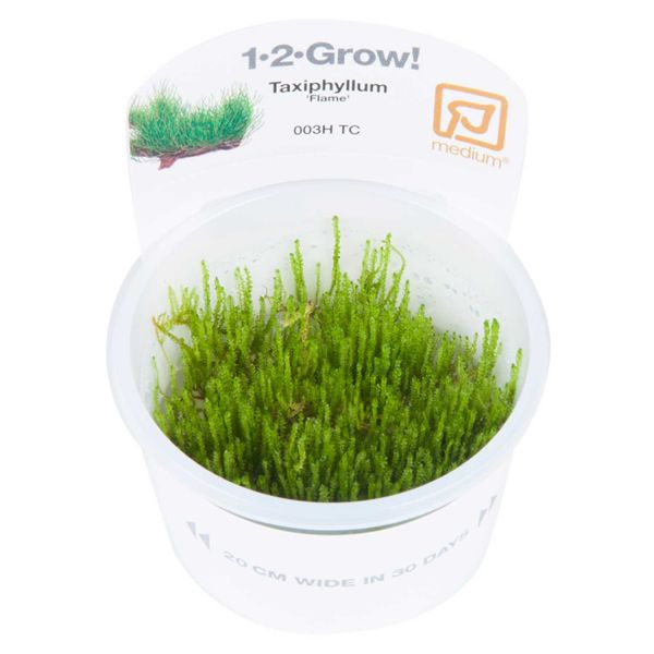 Taxiphyllum sp. 'Flame Moss' - 1-2-Grow! InVitro